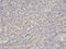 Proteasome subunit alpha type-4 antibody, A06794, Boster Biological Technology, Immunohistochemistry frozen image 