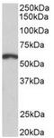 Paired Box 3 antibody, AP31952PU-N, Origene, Western Blot image 