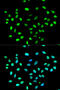 HNRPK antibody, 16-835, ProSci, Immunofluorescence image 