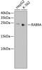 RAB9A, Member RAS Oncogene Family antibody, 13-975, ProSci, Western Blot image 