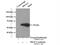 Histone Deacetylase 2 antibody, 16152-1-AP, Proteintech Group, Immunoprecipitation image 