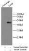 Thioredoxin Interacting Protein antibody, FNab09129, FineTest, Immunoprecipitation image 