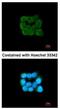 Translocase Of Outer Mitochondrial Membrane 34 antibody, NBP2-20682, Novus Biologicals, Immunofluorescence image 