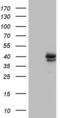 Core histone macro-H2A.2 antibody, MA5-26598, Invitrogen Antibodies, Western Blot image 
