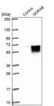 Golgin, RAB6 Interacting antibody, PA5-55557, Invitrogen Antibodies, Western Blot image 