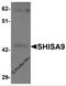 Protein shisa-9 antibody, 6057, ProSci, Western Blot image 