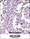 Relaxin 1 antibody, 57-316, ProSci, Immunohistochemistry paraffin image 