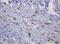 Sterol O-acyltransferase 2 antibody, TA800765, Origene, Immunohistochemistry frozen image 