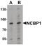 Nuclear Cap Binding Protein Subunit 1 antibody, PA5-34567, Invitrogen Antibodies, Western Blot image 