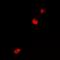 Nuclear Respiratory Factor 1 antibody, orb97074, Biorbyt, Immunofluorescence image 