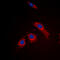 Ribosomal Protein L3 Like antibody, GTX56071, GeneTex, Immunofluorescence image 
