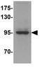 Autophagy Related 9A antibody, GTX31815, GeneTex, Western Blot image 