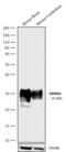 Glycoprotein M6A antibody, 720252, Invitrogen Antibodies, Western Blot image 