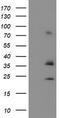 NADH-cytochrome b5 reductase 1 antibody, TA504582S, Origene, Western Blot image 