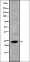 Cation Channel Sperm Associated 3 antibody, orb338146, Biorbyt, Western Blot image 