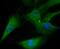 Thioredoxin Interacting Protein antibody, NBP2-75692, Novus Biologicals, Immunocytochemistry image 