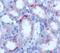 Lipocalin 2 antibody, ABS 048-28-02, Invitrogen Antibodies, Immunohistochemistry paraffin image 