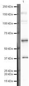 Negative Elongation Factor Complex Member B antibody, PA5-19767, Invitrogen Antibodies, Western Blot image 