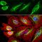Vimentin antibody, GTX30668, GeneTex, Immunofluorescence image 