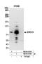 ERCC Excision Repair 3, TFIIH Core Complex Helicase Subunit antibody, NB100-61060, Novus Biologicals, Western Blot image 