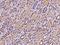 Protocadherin Gamma Subfamily B, 3 antibody, 200624-T08, Sino Biological, Immunohistochemistry frozen image 