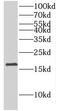 Histone H3.3 antibody, FNab03740, FineTest, Western Blot image 
