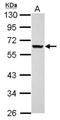 Ankyrin Repeat Domain 53 antibody, NBP2-15400, Novus Biologicals, Western Blot image 