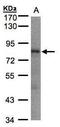 LIM domain-containing protein 1 antibody, GTX106685, GeneTex, Western Blot image 