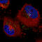 VPS26, Retromer Complex Component A antibody, AMAb90967, Atlas Antibodies, Immunofluorescence image 
