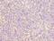 Zinc Finger Protein 131 antibody, LS-C395022, Lifespan Biosciences, Immunohistochemistry frozen image 