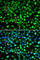 SET And MYND Domain Containing 1 antibody, A7308, ABclonal Technology, Immunofluorescence image 
