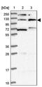 KIAA1211 antibody, PA5-60292, Invitrogen Antibodies, Western Blot image 