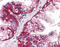 RDR antibody, TA317316, Origene, Immunohistochemistry frozen image 