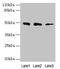 Zinc Finger And BTB Domain Containing 6 antibody, CSB-PA621889LA01HU, Cusabio, Western Blot image 