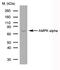 Protein Kinase AMP-Activated Catalytic Subunit Alpha 1 antibody, MCA2672GA, Bio-Rad (formerly AbD Serotec) , Immunoprecipitation image 