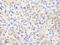 COP9 Signalosome Subunit 2 antibody, IHC-00179, Bethyl Labs, Immunohistochemistry paraffin image 