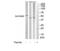 Histone-lysine N-methyltransferase SUV39H2 antibody, TA315801, Origene, Western Blot image 