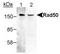 hRAD50 antibody, TA301492, Origene, Western Blot image 