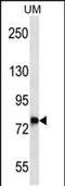 DnaJ Heat Shock Protein Family (Hsp40) Member C14 antibody, PA5-48516, Invitrogen Antibodies, Western Blot image 