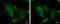 Chromosome 1 Open Reading Frame 74 antibody, GTX120342, GeneTex, Immunofluorescence image 