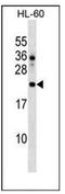 DnaJ Heat Shock Protein Family (Hsp40) Member C24 antibody, AP51294PU-N, Origene, Western Blot image 