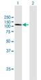 DDHD Domain Containing 1 antibody, H00080821-B01P, Novus Biologicals, Western Blot image 