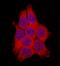 Fatty Acid Binding Protein 2 antibody, AF3078, R&D Systems, Immunofluorescence image 