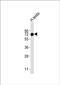 Major Facilitator Superfamily Domain Containing 6 Like antibody, PA5-49433, Invitrogen Antibodies, Western Blot image 