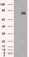 Receptor-type tyrosine-protein phosphatase epsilon antibody, TA501026S, Origene, Western Blot image 