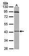Alkaline Phosphatase, Germ Cell antibody, orb69977, Biorbyt, Western Blot image 