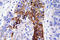 Solute Carrier Family 2 Member 4 antibody, LS-C291696, Lifespan Biosciences, Immunohistochemistry frozen image 