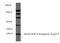 Sca1 antibody, AP21048PU-N, Origene, Western Blot image 