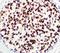 Forkhead Box A1 antibody, LS-C348451, Lifespan Biosciences, Immunohistochemistry frozen image 