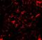 Nanos C2HC-Type Zinc Finger 2 antibody, A07978-1, Boster Biological Technology, Immunofluorescence image 